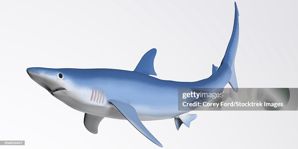 Blue Shark Profile
