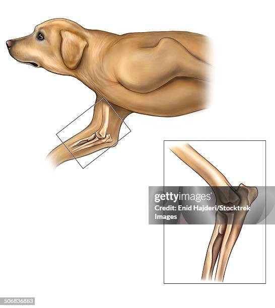 ilustrações, clipart, desenhos animados e ícones de anatomy of the dog elbow with lateral zoom. - articulação de animal