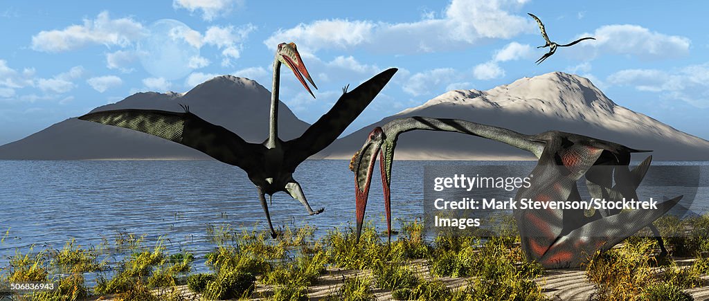 Gigantic Quetzalcoatlus pterosaurs gathering at their traditional breeding grounds during Earth's Cretaceous Period of time.