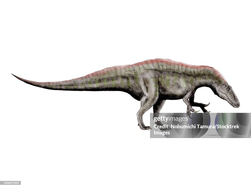 Inosaurus Acrocanthosaurus A Theropod Dinosaur From The Early Cretaceous Period ...