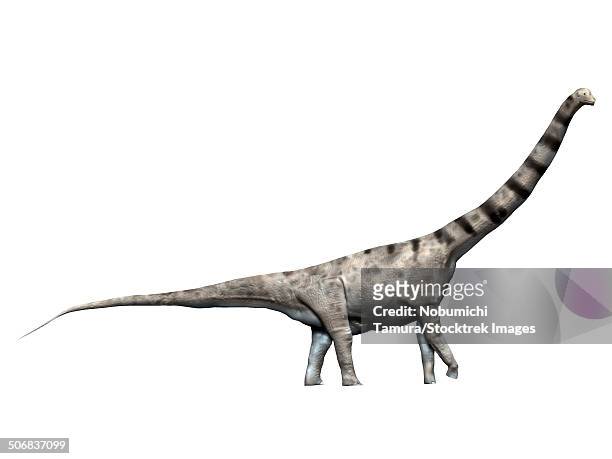 argentinosaurus is a sauropod dinosaur from the late cretaceous period. - argentinosaurus stock illustrations