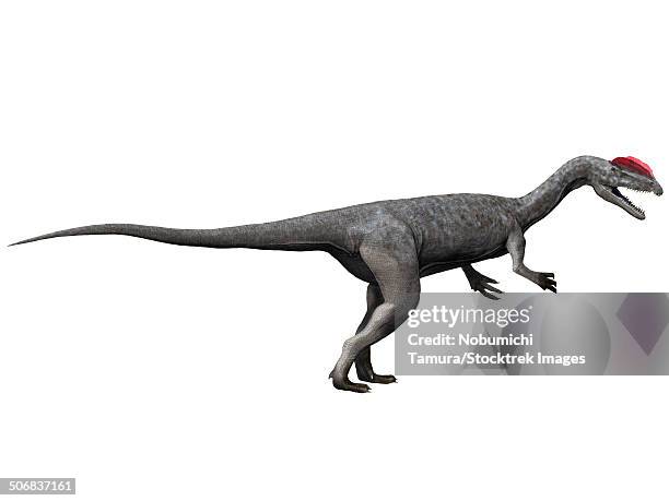 dilophosaurus dinosaur, white background. - dilophosaurus stock illustrations