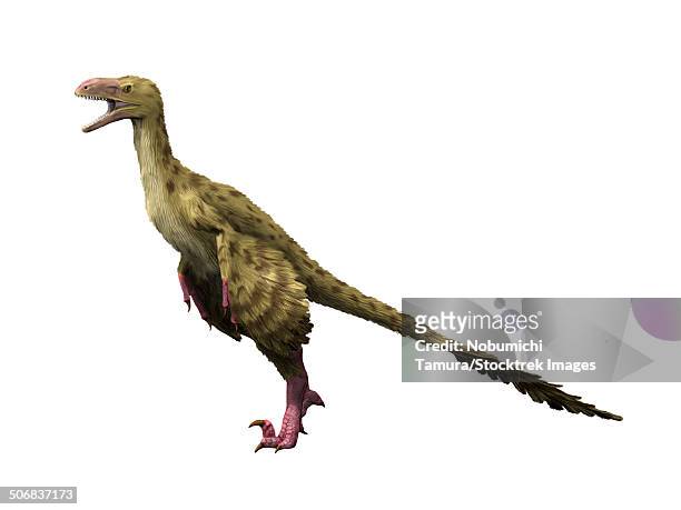 dromaeosaurus dinosaur, white background. - raptors stock illustrations