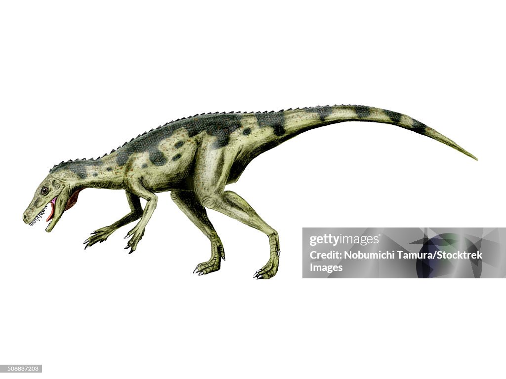 Herrerasaurus dinosaur, white background.