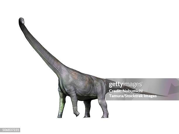 mamenchisaurus dinosaur, white background. - mamenchisaurus stock illustrations