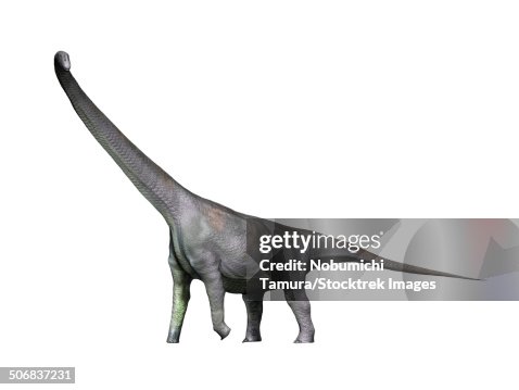 Mamenchisaurus dinosaur, white background. Mamenchisaurus dinosaur, white background.