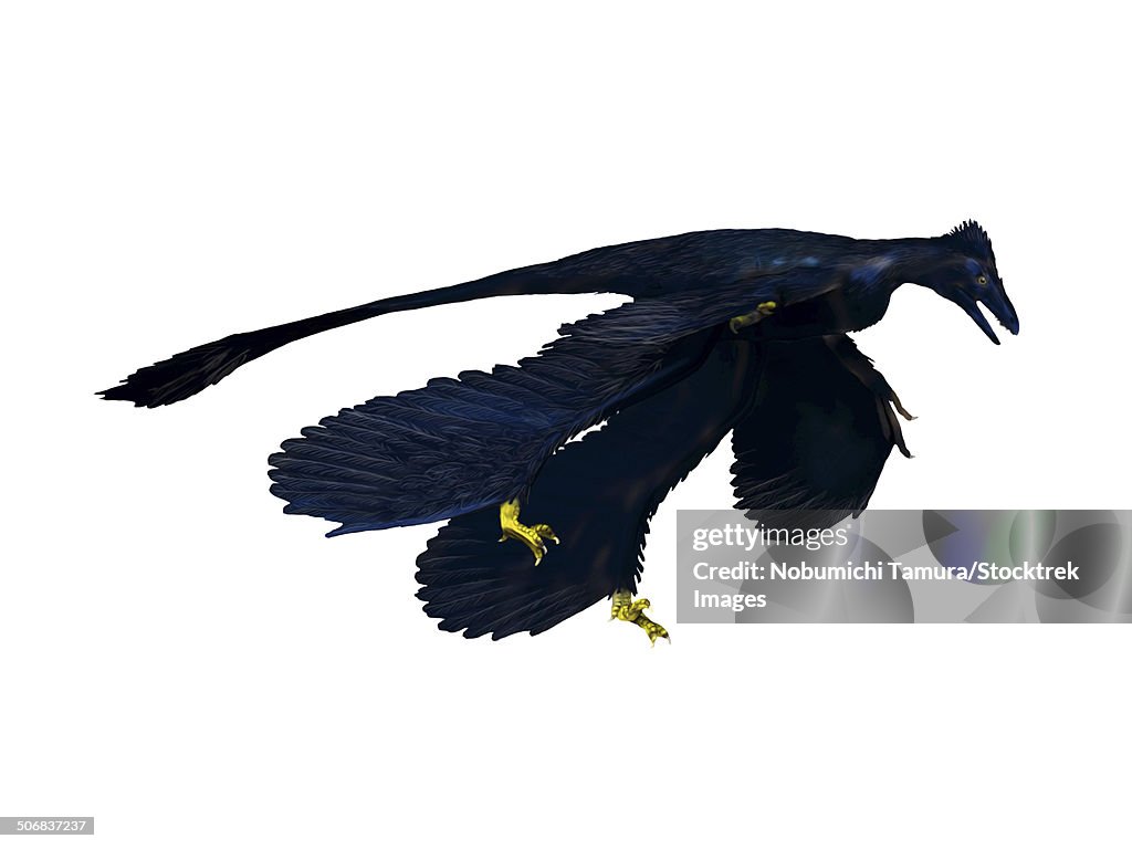 Microraptor dinosaur, white background.