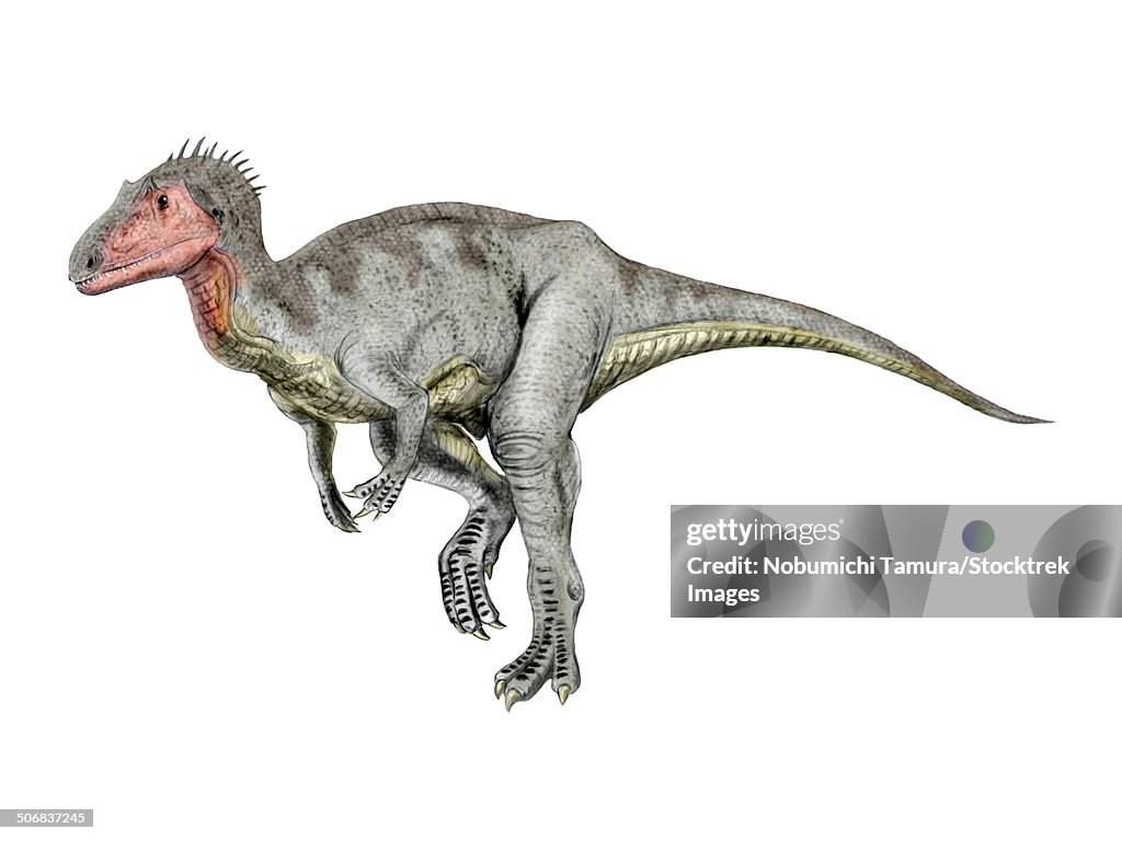 Neovenator dinosaur, white background.