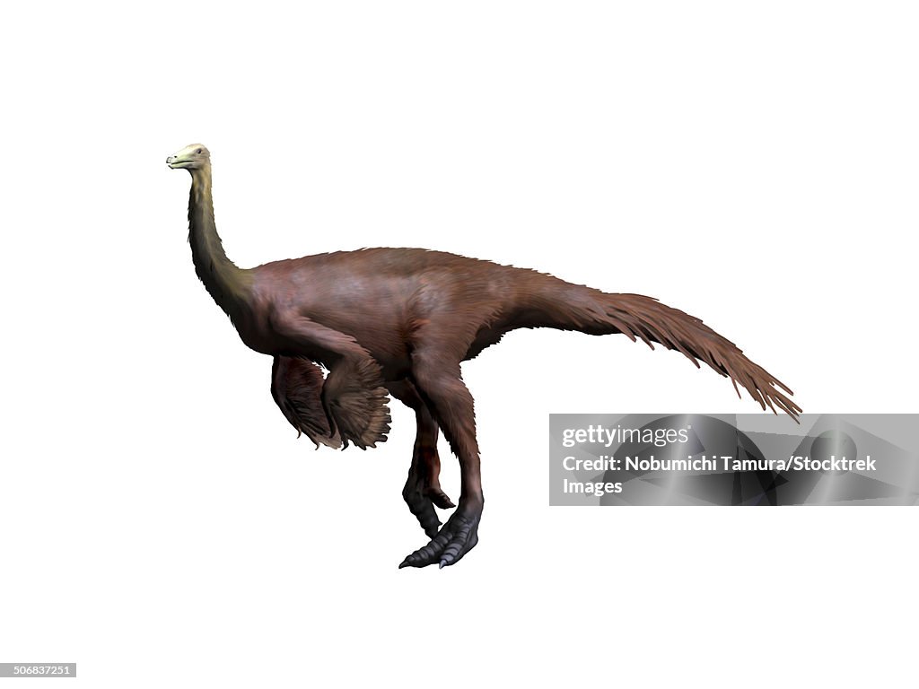 Ornithomimus dinosaur, white background.