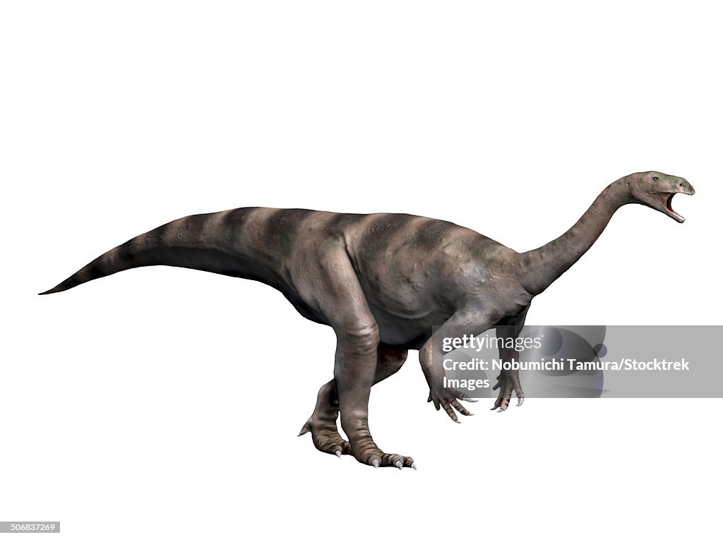 Plateosaurus dinosaur, white background.