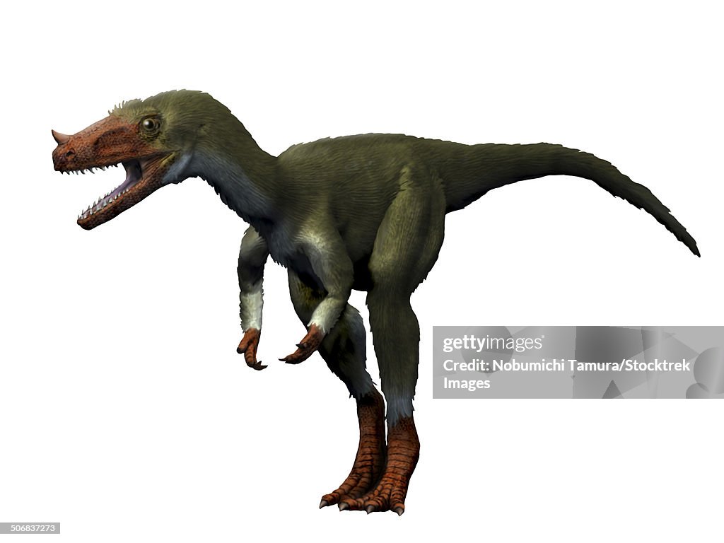 Proceratosaurus dinosaur, white background.