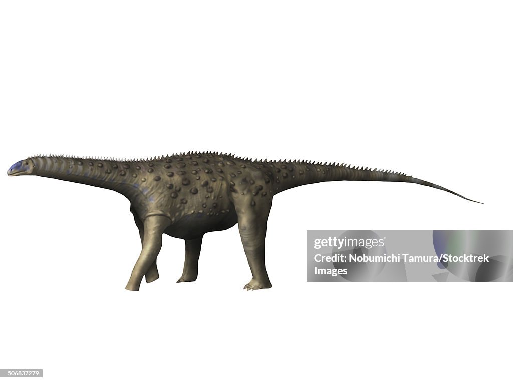 Saltasaurus dinosaur, white background.