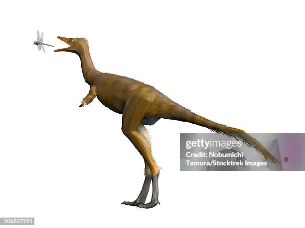 shuvuuia dinosaur, white background. - shuvuuia stock illustrations