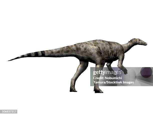 thescelosaurus dinosaur, white background. - ornithopod stock illustrations