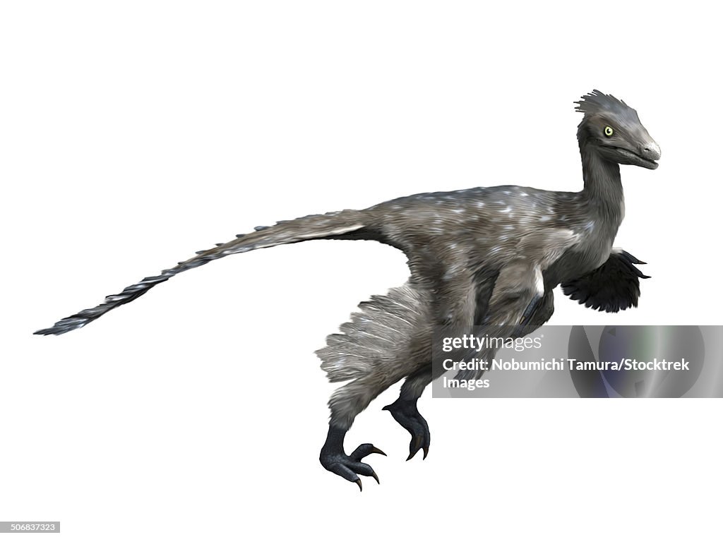 Troodon dinosaur, white background.