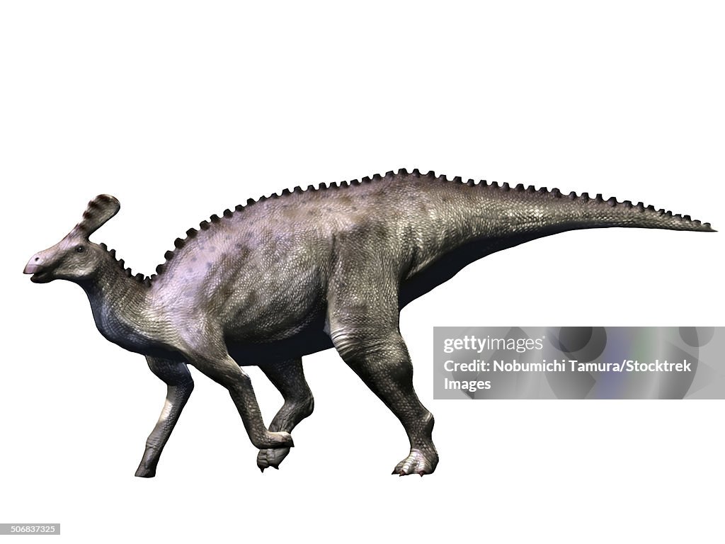 Tsintaosaurus dinosaur, white background.