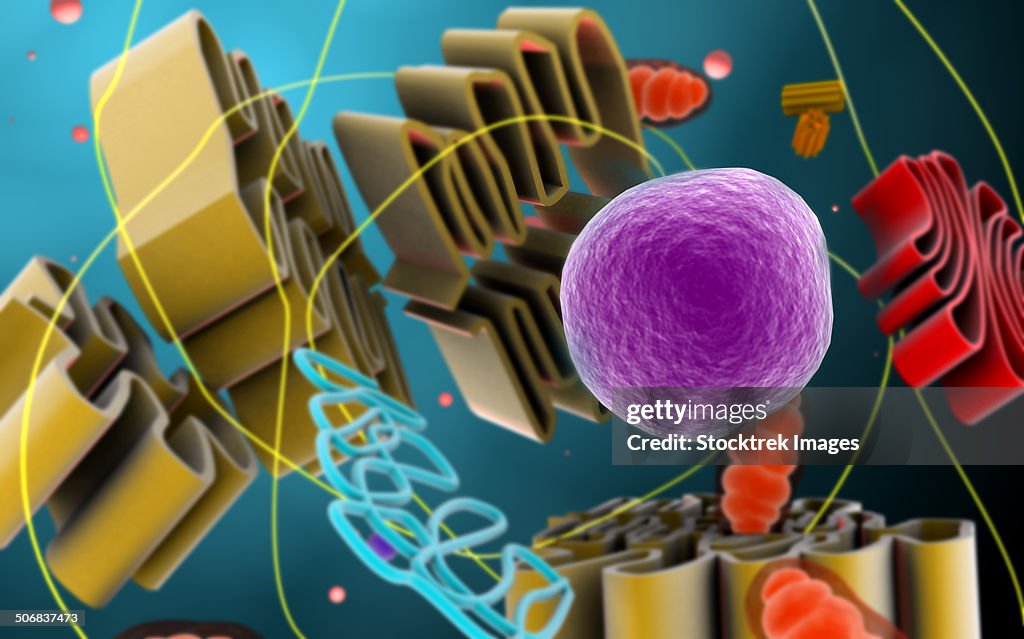 Microscopic view of animal cell nucleus.