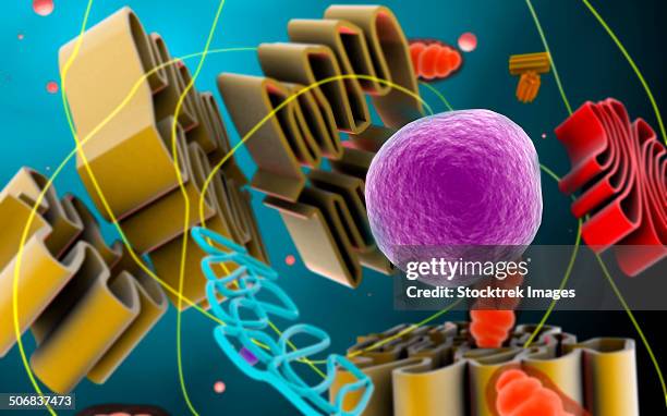 microscopic view of animal cell nucleus. - microtubule stock illustrations