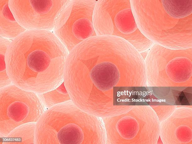 stockillustraties, clipart, cartoons en iconen met microscopic view of animal cell. - nucleolus