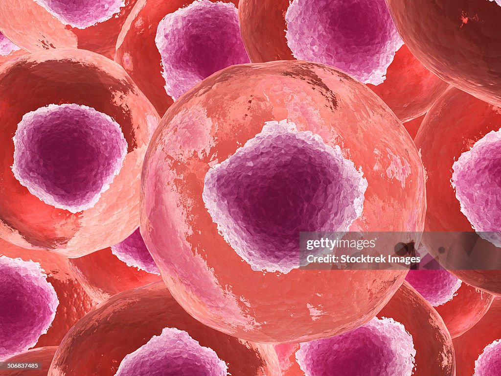 Microscopic view of animal cell.