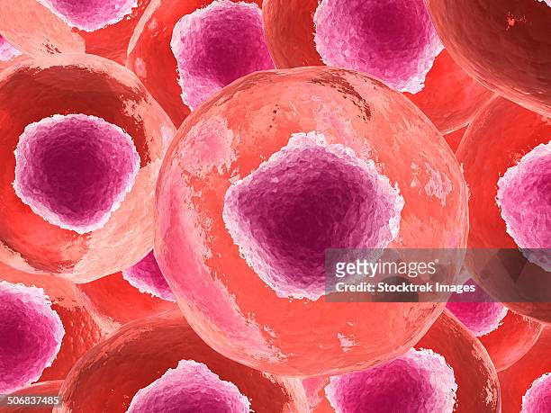 microscopic view of animal cell. - lysosome stock illustrations