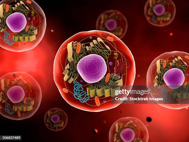 stockillustraties, clipart, cartoons en iconen met microscopic view of animal cell. - nucleolus