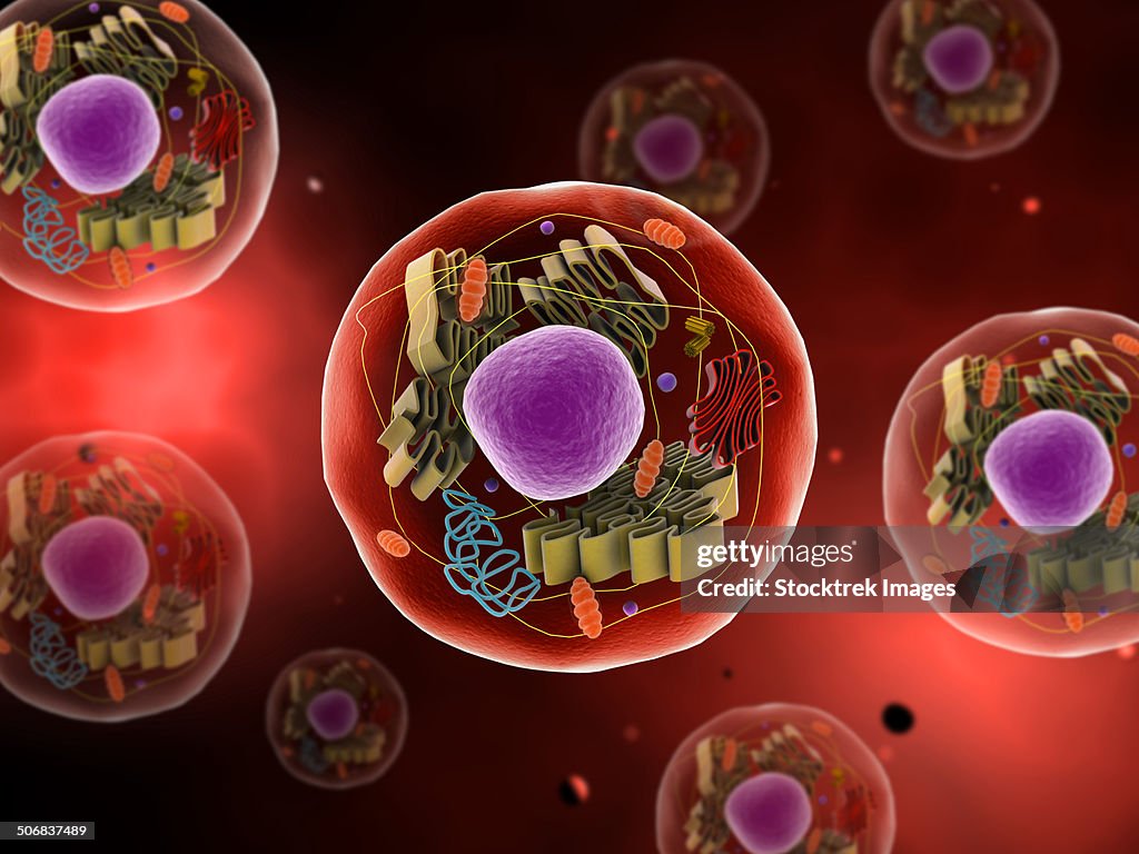 Microscopic view of animal cell.