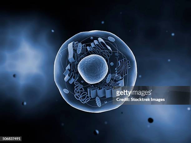 49 Centriole Photos and Premium High Res Pictures - Getty Images