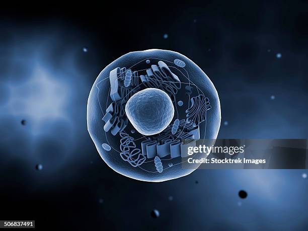 microscopic view of animal cell. - microtubule stock illustrations