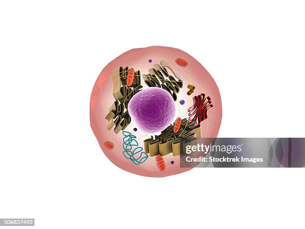 stockillustraties, clipart, cartoons en iconen met microscopic view of animal cell. - nucleolus