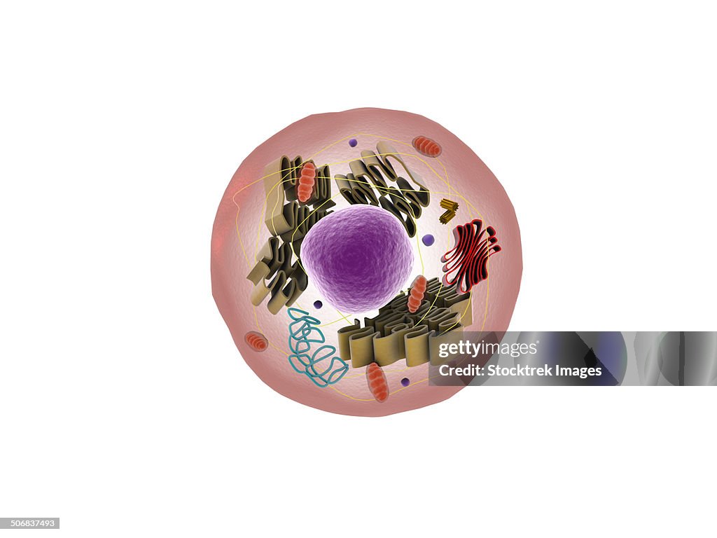 Microscopic view of animal cell.