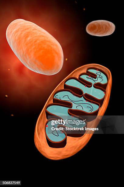 microscopic view of mitochondria. - 3 section stock illustrations