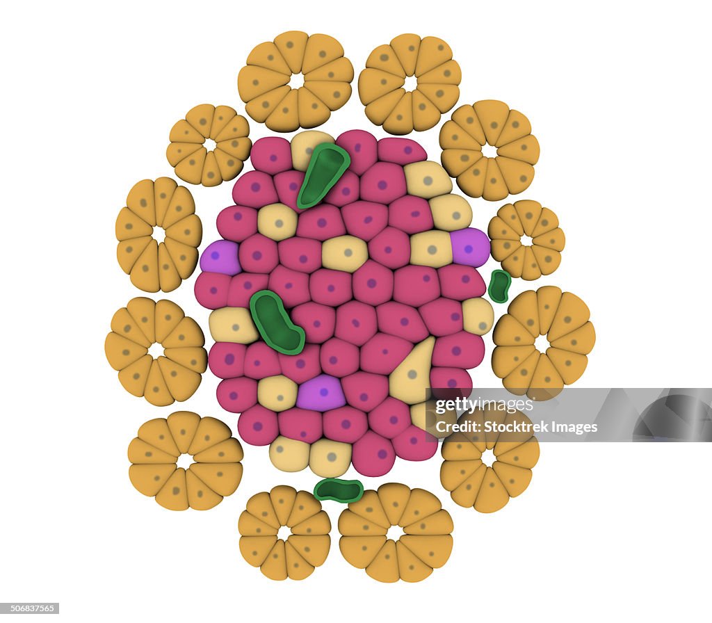 Conceptual image of pancreatic islet of Langerhans.