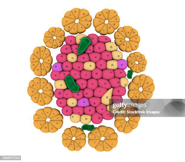 conceptual image of pancreatic islet of langerhans. - insulin molecule stock illustrations