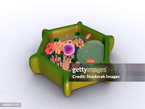 Conceptual image of a plant cell and its components. Conceptual image of a plant cell and its components.