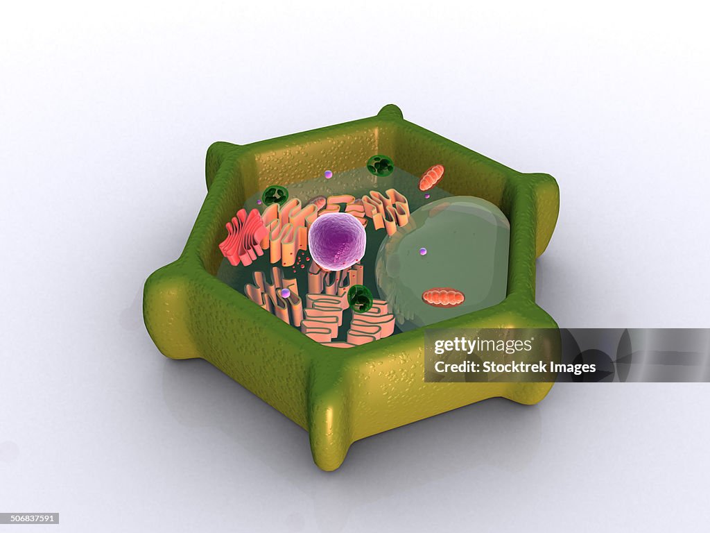 Conceptual image of a plant cell and its components.