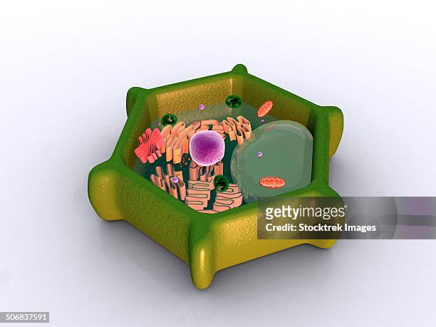 conceptual image of a plant cell and its components. - lysosome stock illustrations