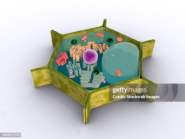 conceptual image of a plant cell and its components. - golgi complex stock illustrations