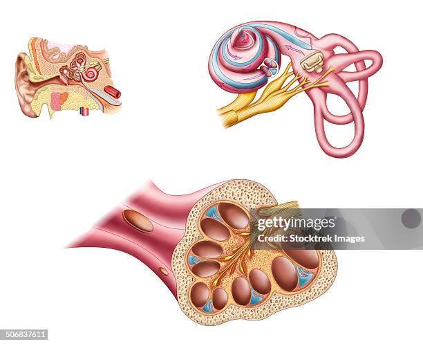 anatomy of the cochlear duct in the human ear. - cochlea stock illustrations
