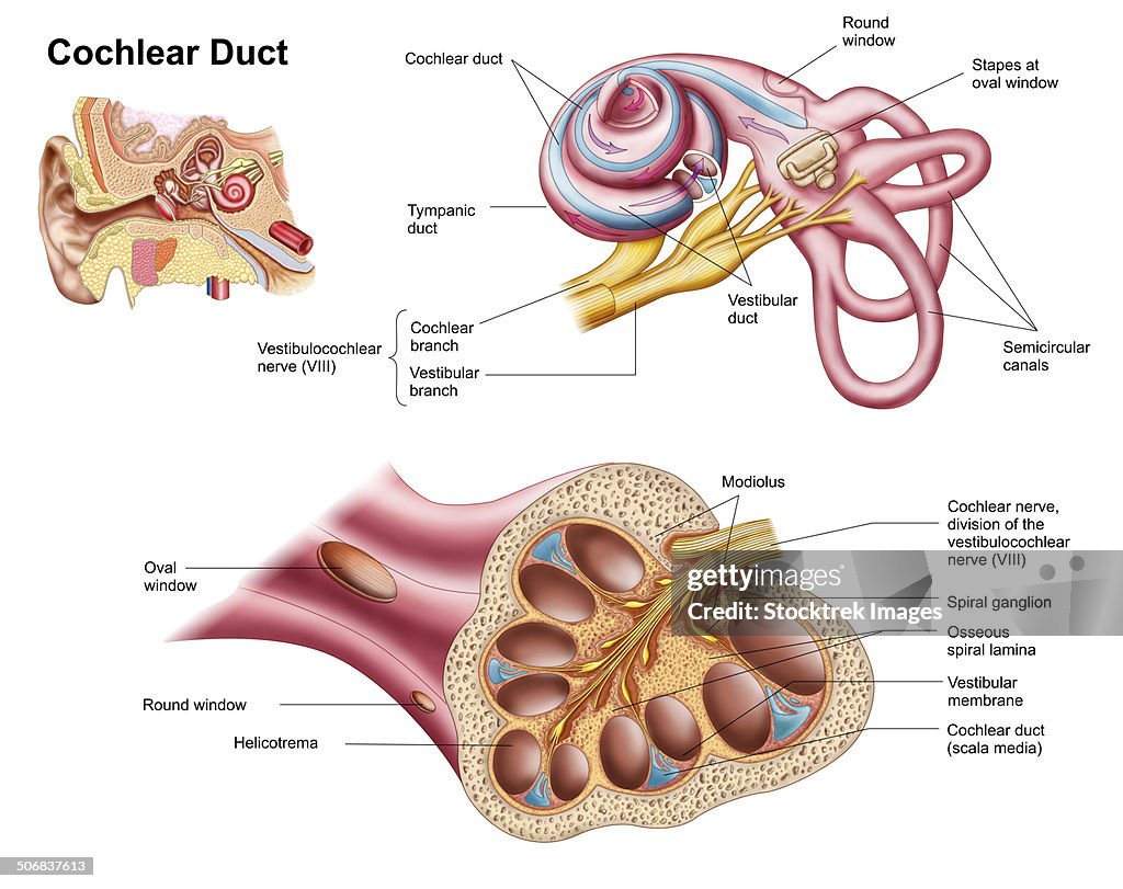 Anatomy of the cochlear duct in the human ear.