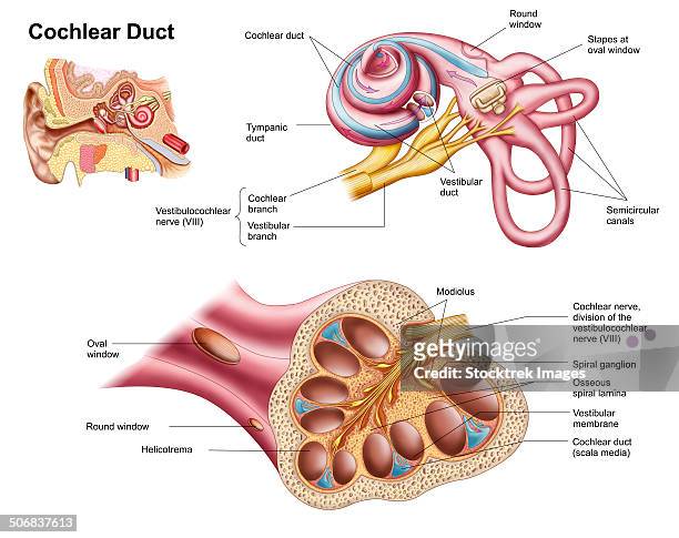 anatomy of the cochlear duct in the human ear. - ear canal stock-grafiken, -clipart, -cartoons und -symbole