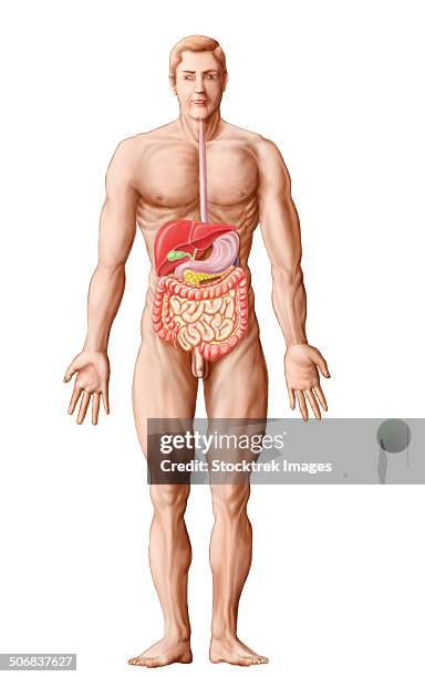 anatomy of human digestive system, male representation. - human-digestive-system-diagram stock-grafiken, -clipart, -cartoons und -symbole