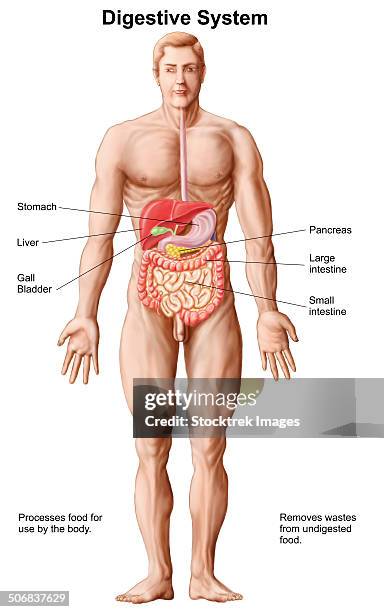 anatomy of human digestive system, male representation. - human-digestive-system-diagram stock-grafiken, -clipart, -cartoons und -symbole
