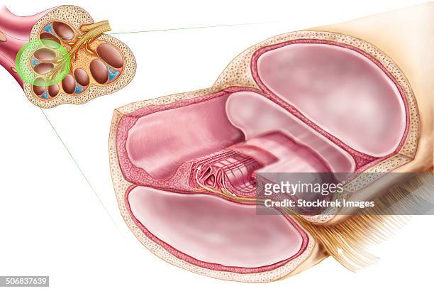 medical ilustration showing endolymph in the membranous labyrinth of the inner ear. - ear canal stock-grafiken, -clipart, -cartoons und -symbole
