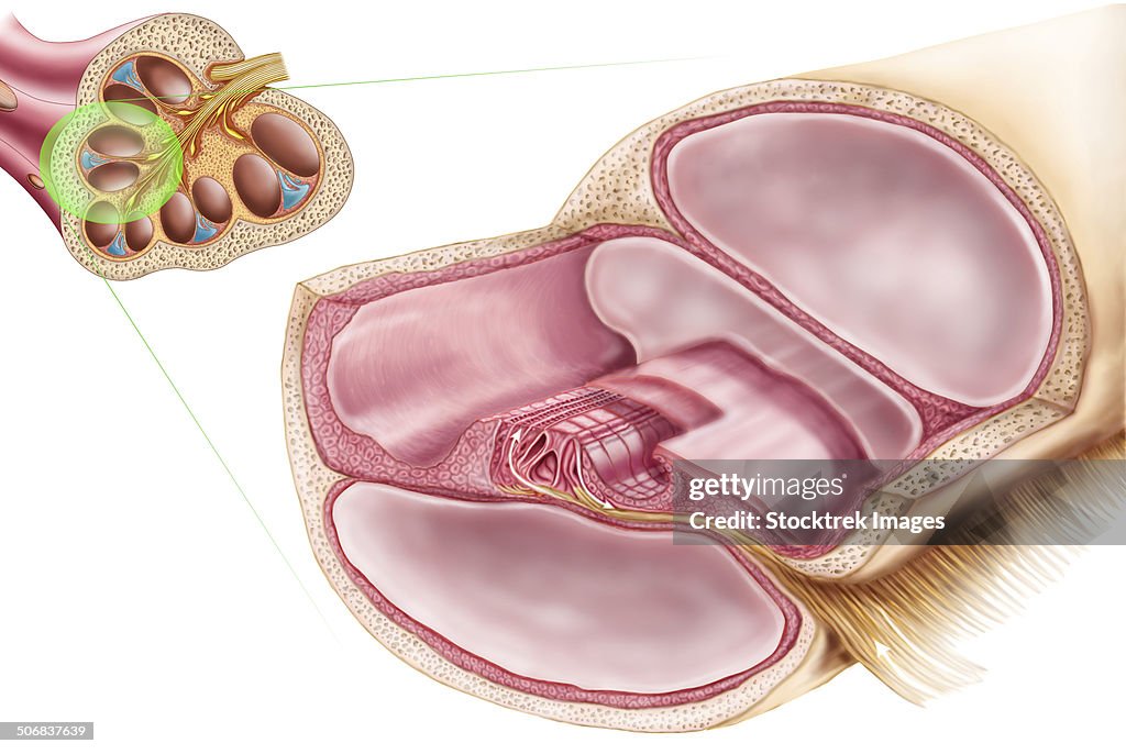Medical ilustration showing endolymph in the membranous labyrinth of the inner ear.