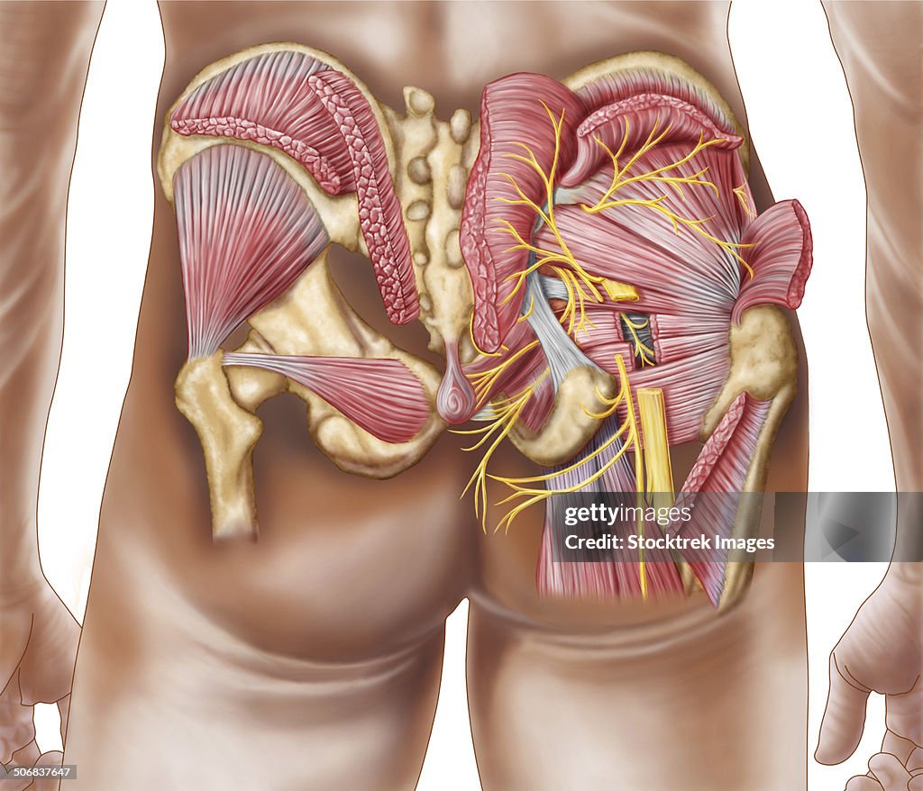 Anatomy of the gluteal muscles in the human buttocks.
