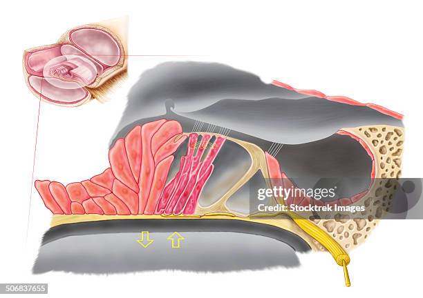 ilustraciones, imágenes clip art, dibujos animados e iconos de stock de anatomy of the organ of corti, part of the cochlea of the inner ear. - cranial nerve