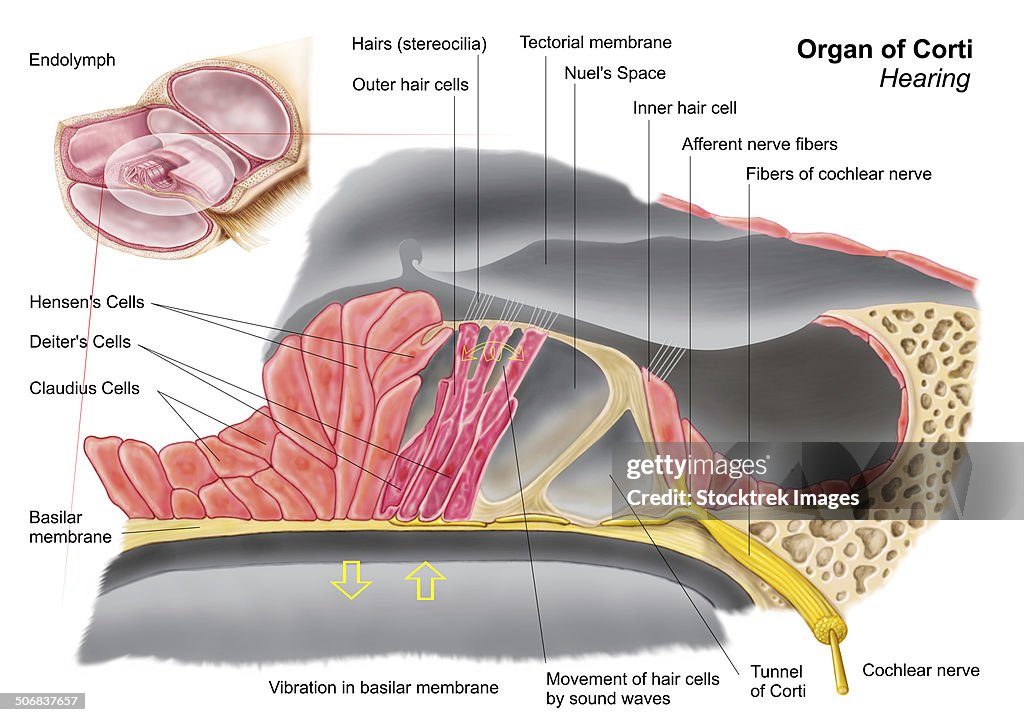 Anatomy of the organ of Corti, part of the cochlea of the inner ear.