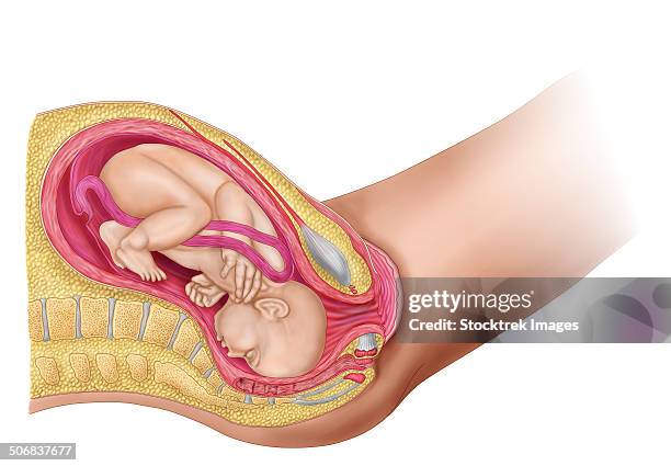 illustration showing delivery of fetus in the womb. - schambeinfuge stock-grafiken, -clipart, -cartoons und -symbole