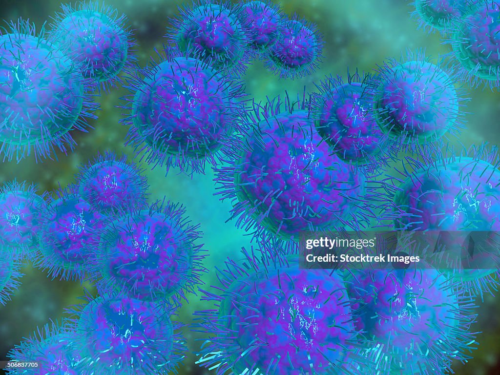 Microscopic view of diplococcus bacterium.
